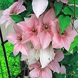 YGHESFDE Clematis winterhart mehrjährig pflanzen - Clematis knollen winterhart...