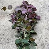 perilla shiso samen - shiso samen bio, kräutergarten küche, gemüse pflanzen perilla...