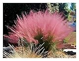 1 x Muhlenbergia capillaris im 1 Liter Topf...