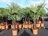 gruenwaren jakubik XXL Palme winterhart 140-160 cm Trachycarpus fortunei, Hanfpalme,...