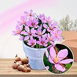 Safran Krokusse Sativus Zwiebeln (50 Zwiebeln), Exklusive Blumenzwiebeln aus Holland,...