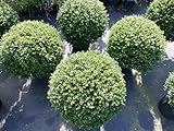 gruenwaren jakubik PREMIUM Ilex crenata Stokes Kugel rund Ø 50-60 cm Buchsbaum Ersatz...