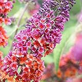 Gardeners Dream Schmetterlingsflieder Winterhart 'Flower Power' - Buddleia...