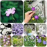 Kornrade samen - dachbegrünung samen kräutergarten wildblumenwiese saatgut mehrjährig...