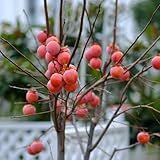 kakibaum samen balkon pflanzen rankpflanzen winterhart kaki baum pflanze sukkulenten...