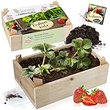 Hinrichs Greens Erdbeer Anzuchtset - Pflanzenzucht mit Holzkiste - Inklusive...