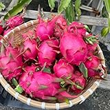 100 pcs drachenfrucht samen zum pflanzen, bio saatgut, balkongewächshäuser (Hylocereus...