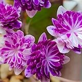 Leberblümchen Samen - wohnzimmer deko Hepatica nobilis - nachhaltige geschenke...
