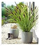 BALDUR Garten Schwarzes Lampenputzergras, 1 Pflanze, Ziergras, winterharte Staude,...