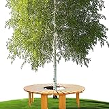 Baumbank für Umwickeln im Freien – Terrassenbank aus Holz mit Lattensitz,...