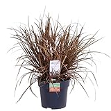 Hello Plants Uncinia Rubra Everflame Mahagonigras Ziergras im Ø 14 cm Pflanztopf - Höhe:...