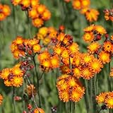 Habichtskraut, blumensamen Hieracium umbellatum, bonsai gartenpflanzen für sonnige...