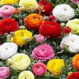 Bloomique - 50 Stück - Ranunkeln Zwiebeln - Farbenmischung - Frühblüher -...