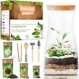 Flaschengarten Komplettset zum Schaffen EIN Ökosystem im Glas - Terrarium...