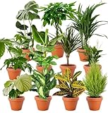 6er-Set-Pflanzenüberraschung | +/- 40-70cm | ø 12-15cm Topf | Pflanzen für Wohnung und...