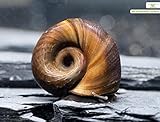 Teich Posthornschnecke, 3 St. + 1 x NH TOXEX BALL - Der lebende ALGEN ENTFERNER...