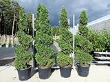 gruenwaren jakubik Angebot Ilex crenata Stokes Pyramide 205-220 cm Kegel Buchsbaum Ersatz...
