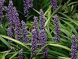 10 x Liriope muscari ‚Lilac Wonder' im 1 Liter Topf...