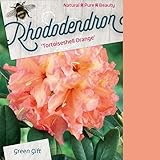 Rhododendron 'Tortueshell Orange' - Rhododendron 'Tortueshell Orange' -