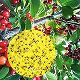 50 Gelbe klebrige Insektenfallen, Kirschfruchtfliegen-Madenfalle, doppelseitige...