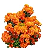 bronzegelb blühende Garten Azalee Rhododendron luteum Golden Eagle 30-40 cm hoch im 5...