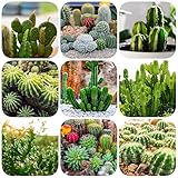 500 Kakteen Samen Kleine Kakteen Gartenpflanzen Winterhart MehrjäHrig Mini Kakteen Cactus...