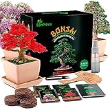 BonPrime Bonsai Starter Kit - Einsteigerfreundliches Set mit 4 Baumsorten - 4...
