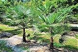 Trachycarpus Fortunei Hybrid Hanfpalme bis 130 cm Höhe aus Deutscher...