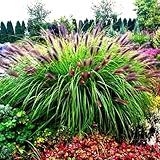 Pennisetum alopecuroides ' Black Beauty ' Frosthartes Schwarzes Lampenputzergras...