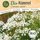 Little Plants BIO Kümmel Samen 800 Kümmelsamen Kräutersamen Samenfest für...