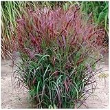 1 x Panicum virgatum 'Squaw' im 1 Liter Topf...