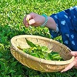 20 Stück grüner tee bio samen hochbeett luftreinigende zimmerpflanzen topf pflanze...