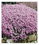 BALDUR Garten Winterharter Bodendecker Langhaariger Gebirgs-Thymian, 3 Pflanzen...