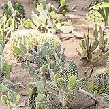 10 pcs Kakteen kaktus samen, Kaktus Pflanze, grünpflanzen pflanzen samen indoor (Opuntia...