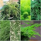 Asparagus Fern - winterharte für balkon gartenpflanzen indoor garten asparagus Fern...