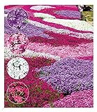 BALDUR Garten Winterharter Bodendecker Phlox-Stauden 'Flowers of the Sea', 4er...