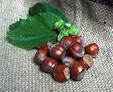 Naturix24 – Haselnüsse in der Schale – 500 g Beutel