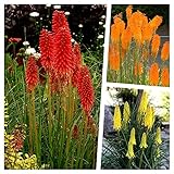 3 x Kniphofia Kollektion (Winterhart/Staude) Fackellilie Tritome