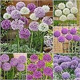 Flower field Story 12 Stück gemischte Allium-Zwiebeln Mehrjährige Blumenzwiebel...