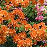 Gardeners Dream Orange Azalee (1 Stk.) - Japanische Rhododendron Pflanze - Immergrüne...