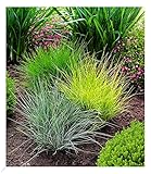 BALDUR Garten Gräser-Trio 3 Pflanzen Ziergräser Festuca glauca Elijah Blue, Festuca...