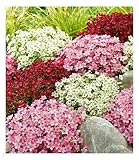 BALDUR Garten Saxifraga-Mix Blütenteppich,3 Pflanzen, robuster Bodendecker,...