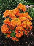 bronzegelb blühende Garten Azalee Rhododendron luteum Golden Eagle 30-40 cm hoch im 5...