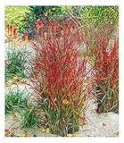 BALDUR Garten Winterhart Ziergras 'Roter Strahl', 1 Pflanze, Panicum virgatum...