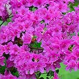 Gardeners Dream Purple Azalee (1 Stk.) - Japanische Rhododendron Pflanze -...