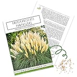 Amerikanische Pampasgras Samen (Cortaderia selloana) - Winterhartes Ziergras mit...