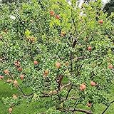 100 pcs granatapfelbaum samen - zwergobstbäume nachhaltige geschenke...