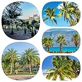 20 Pcs Palmensamen - Winterharte Palmen - Bonzai Bäume, Stauden Winterhart Mehrjährig...