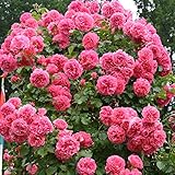 Kletterrose Rosarium Uetersen in Rosa - Kletter-Rose winterhart & duftend - Strauchrose,...