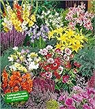BALDUR Garten Sommerblüher Spar-Paket,100 Zwiebeln im Mix, pflegeleicht & lange blühend,...